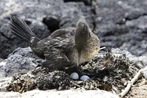 Flightless / Galapagos Cormorant - at nest with eggs