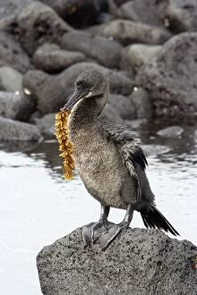 Flightless / Galapagos Cormorant - with seaweed in beak