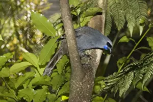 Wilson Prints: Flightless North Island Kokako. Mount Bruce Conservation Centre North Island New Zealand