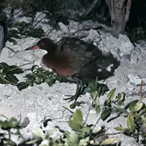 Rail Prints: Flightless Rail AEB 1059 Aldabra