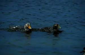 Flightless steamer ducks. Uses the wings as paddles to swim very fast (hence steamer from paddlesteamer)