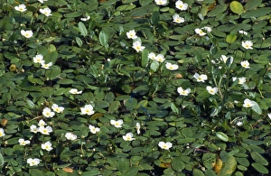 Images Dated 14th July 2008: Floating Water-plantain