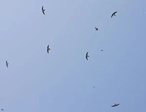 Images Dated 14th May 2009: Flock of Alpine Swifts - in flight over the Vikos Gorge