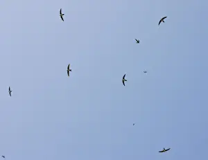 Greek Prints: Flock of Alpine Swifts - in flight over the Vikos Gorge - Greece