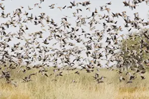 Bronzewing Prints: Flock Bronzewing Part of a flock of about 10000 that were feeding near the Inside Track of the Birdsville Track area