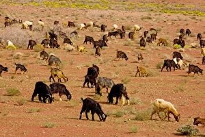 Flock of Goats - owned by Berbers, in the desert near Tazenakht