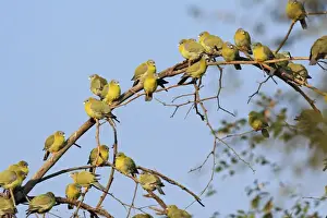 Ranthambhor Np Prints: Flock of Green Pigeons, Ranthambhor National Park, India