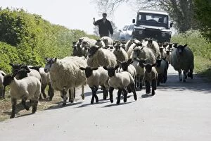 Flock of Masham sheep and lambs being driven down