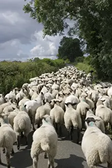 Cotswolds Prints: Flock of Masham sheep and lambs being driven down country road in Cotswolds UK