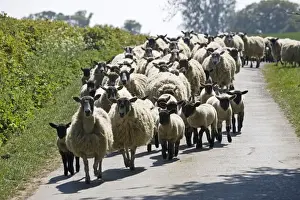 Driving Prints: Flock of Masham sheep and lambs being driven down country road in Cotswolds UK