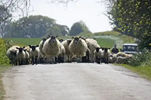 Flock of Masham sheep and lambs being driven down country road in Cotswolds - UK
