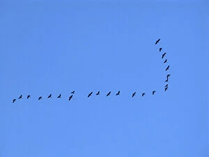 flock of migrant birds in flight