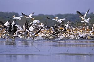 Flock of Rosy / White Pelicans taking-off