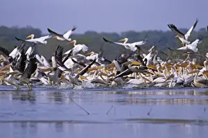 Flock of Rosy / White Pelicans taking-off, Keoladeo National Park, India