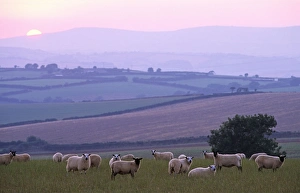 Images Dated 23rd March 2006: a flock of sheep foreground with views across rolling landscape to Dartmoor