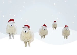 Images Dated 2nd October 2020: Flock of sheep wearing red Santa hats in illustrated Christmas winter scene Flock of sheep wearing