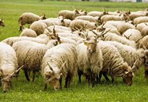 Images Dated 2nd October 2010: Flock of twisted-horn Racka sheep grazing in the Hortobagy National Park, east Hungary