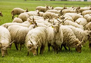 Stock Prints: Flock of twisted-horn Racka sheep grazing in the Hortobagy National Park, east Hungary