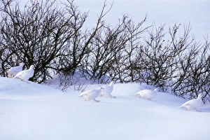 Images Dated 26th April 2005: Flock of Willow ptarmigan - among willows. Northern Manitoba, Canadian Arctic. Winter B5769