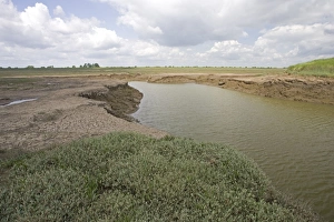 Images Dated 14th June 2008: Flood channel to man-made salt marsh Freiston Shore Lincolnshire UK