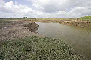 Lincolnshire Prints: Flood channel to man-made salt marsh Freiston Shore Lincolnshire UK