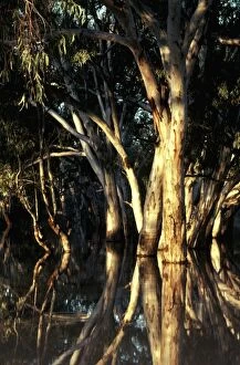 Eucalyptus Gallery: Flooded red gums (Eucalyptus camaldulensis) Darling