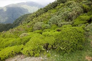 Flora - on Paul de Serra Plateau at 1500 meters high