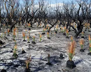 Fires Prints: Flora regeneration - 7 weeks after after fire - Xanthorroea rasinosa leaves about 30 cms tall - no growth on Eucalypts