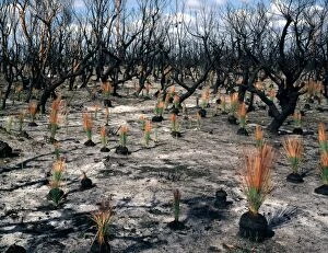 Images Dated 19th January 2009: Flora regeneration seven weeks after fire Leaves of Xanthorroea rasinosa about 30cms tall