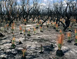 Eucalypt Prints: Flora regeneration seven weeks after fire Leaves of Xanthorroea rasinosa about 30cms tall
