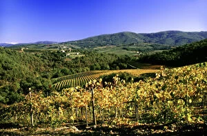 Florence, Italy. A vinyard in the Chianti