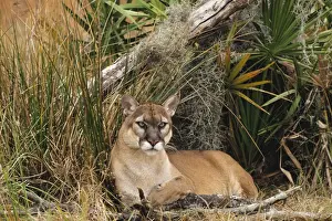 Florida Cougar / Mountain Lion / Puma. Florida - USA. endangered species. Also known as the Florida Panther MR1227