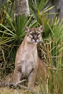 Florida Cougar / Mountain Lion / Puma. Florida - USA. endangered species. Also known as the Florida Panther. MR4851