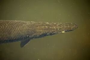 Images Dated 16th February 2006: Florida Gar fish. Can survive in deoxygenated waters with the aid of an air bladder. Has toxic roe