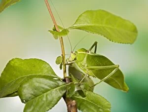 Images Dated 27th October 2007: Florida Giant Katydid - camouflage 005286