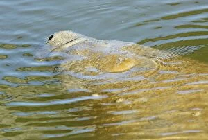 Images Dated 28th February 2014: Florida Manatee (a form of West Indian Manatee)