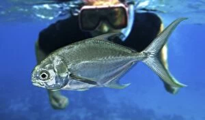 Florida Pompano young with diver (composite image)