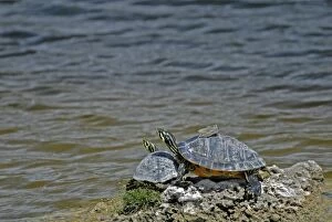 Images Dated 1st June 2006: Florida Redbelly Turtles basking on rock. Mostly diurnal. Inhabits fresh waters