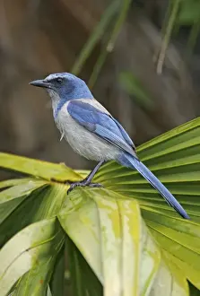 Jays Prints: Florida Scrub Jay