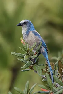 Florida Prints: Florida scrub jay, Merritt Island National Wildlife Refuge, Florida Date: 19-02-2020