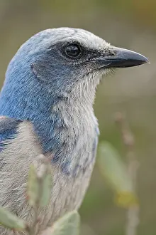 Florida scrub jay, Merritt Island National Wildlife Refuge, Florida Date: 19-02-2020