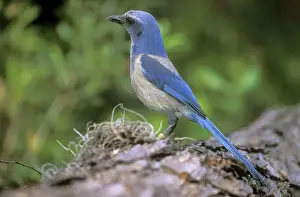 Jays Prints: Florida Scrub Jay - Oscar Scherer State Park