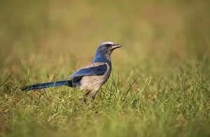 Jays Prints: Florida Scrub Jay - Oscer Scherer State Park