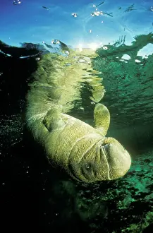 Underside Prints: Florida / West Indian Manatee Swimming upside down, Crystal river, Florida, USA