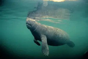 Nails Prints: Florida / West Indian Manatee - toe nails visible Crystal River, Florida, USA