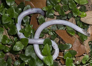 Florida Worm lizard burrowing, Rhineura Floridana