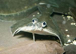 Images Dated 20th July 2004: Flounder UK marine