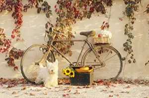 Bikes Prints: Flower Arrangement - With bicycle & Dog