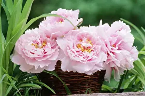 Sympathy Prints: Flower Arrangement - Pink Peonies, Close-up