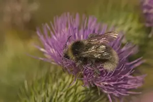 Pollination Prints: Flower Bee - On pink flower. The flower bee is similar to the bumble bee but quicker in flight